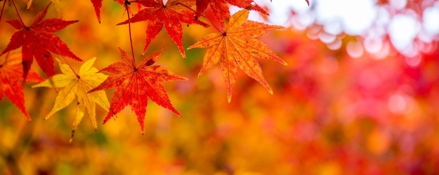 Atelier Qi Gong, L’automne