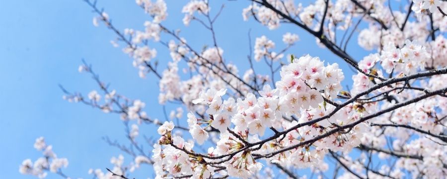 Atelier Qi Gong, Le printemps